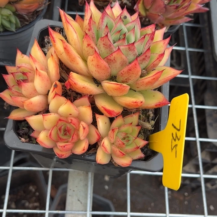 S***苏735多肉588899999888