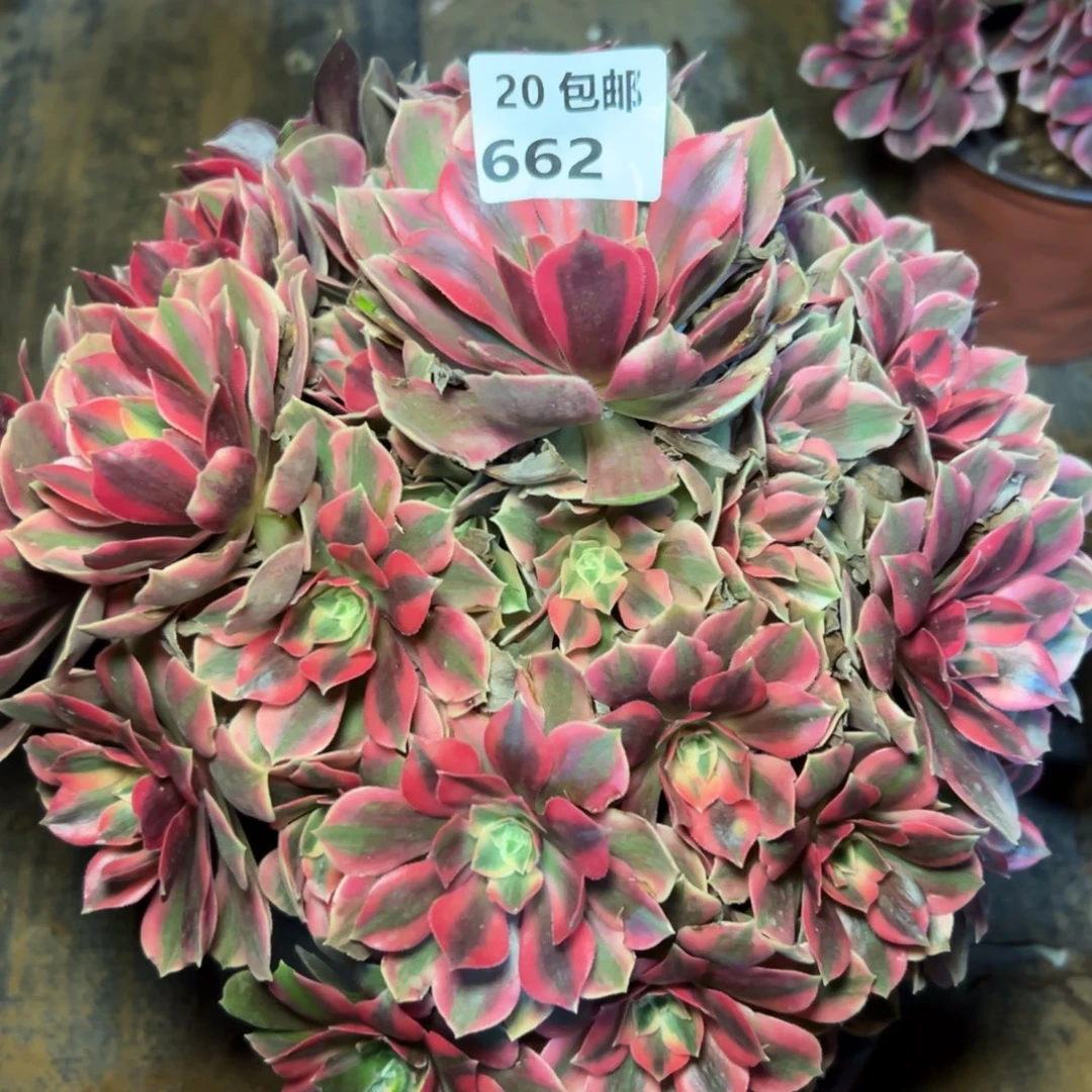 662女妖，满20包邮嘟叮熊