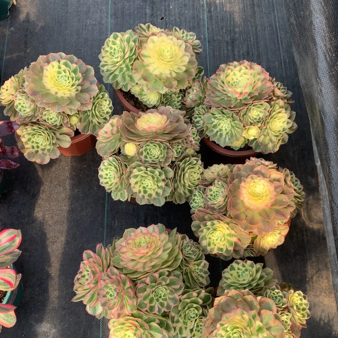 紫砂茶杯粉转19.9福利啦感谢的