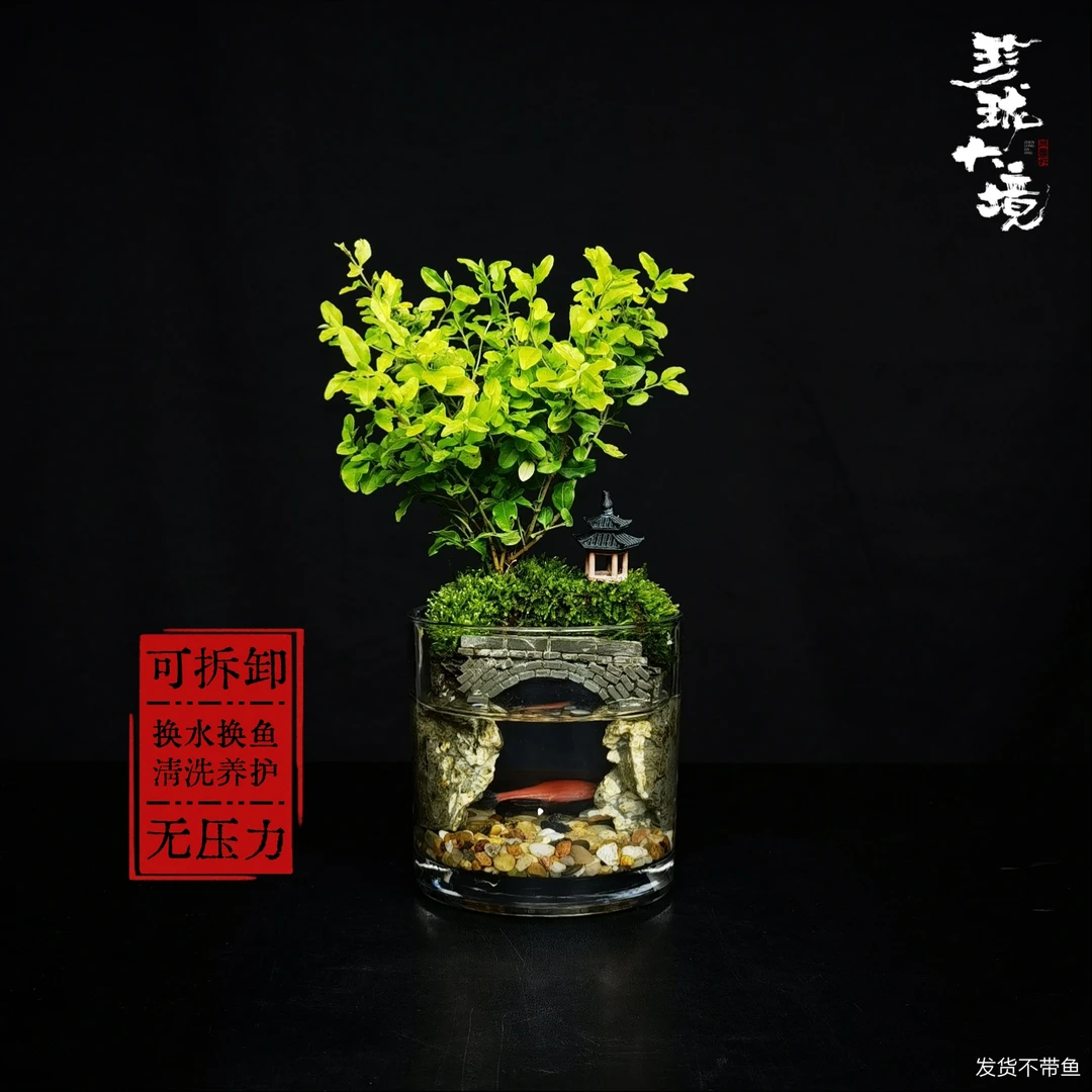 [江南·夏]金冠女贞创意绿植室内景观中式禅意国风摆件鱼缸10*10cm
