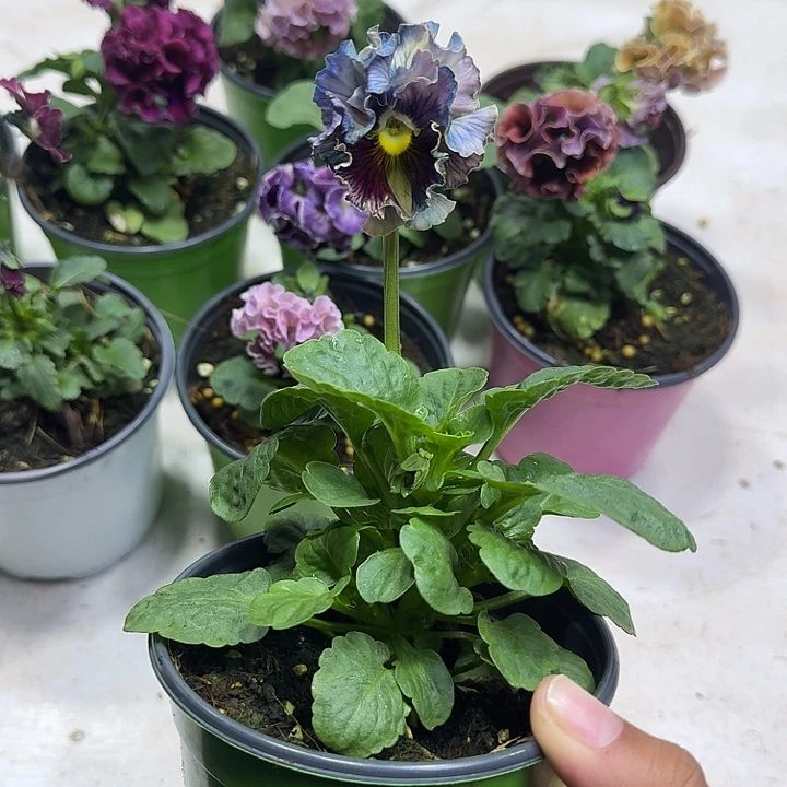 兮***花完全开放爱花姐38.88