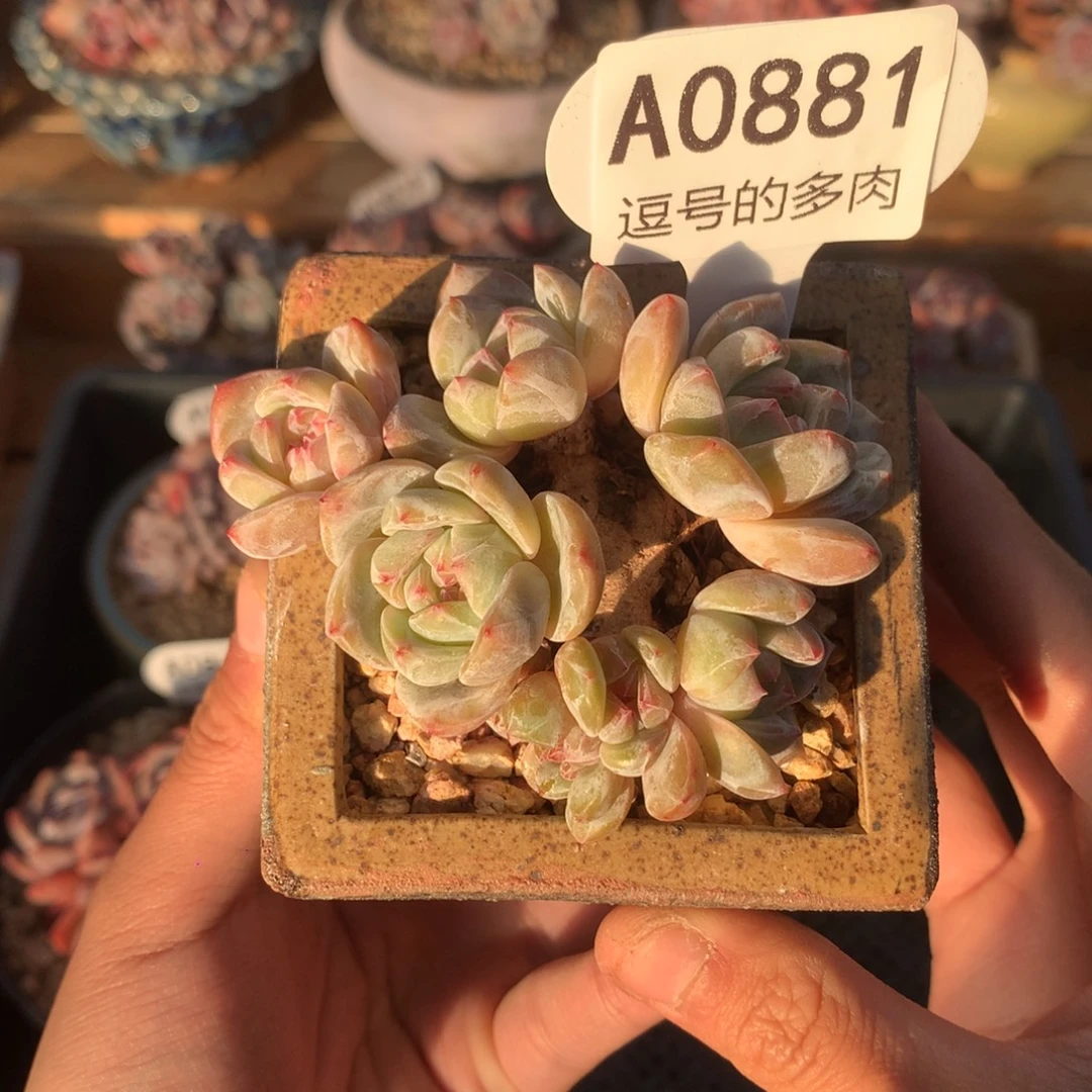 A0881 星影飘枝 有砍 8cm