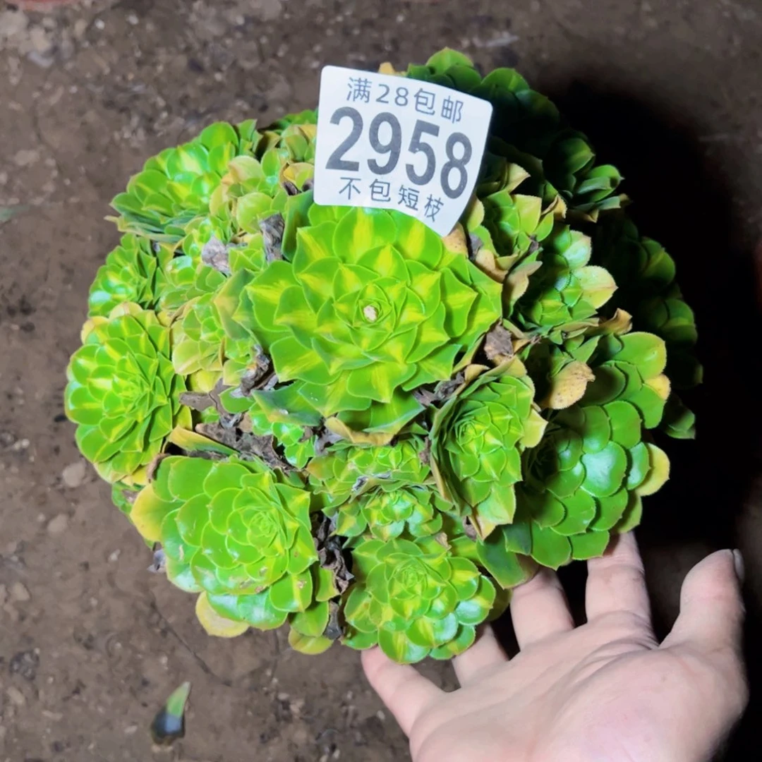 琉璃多肉植物2958