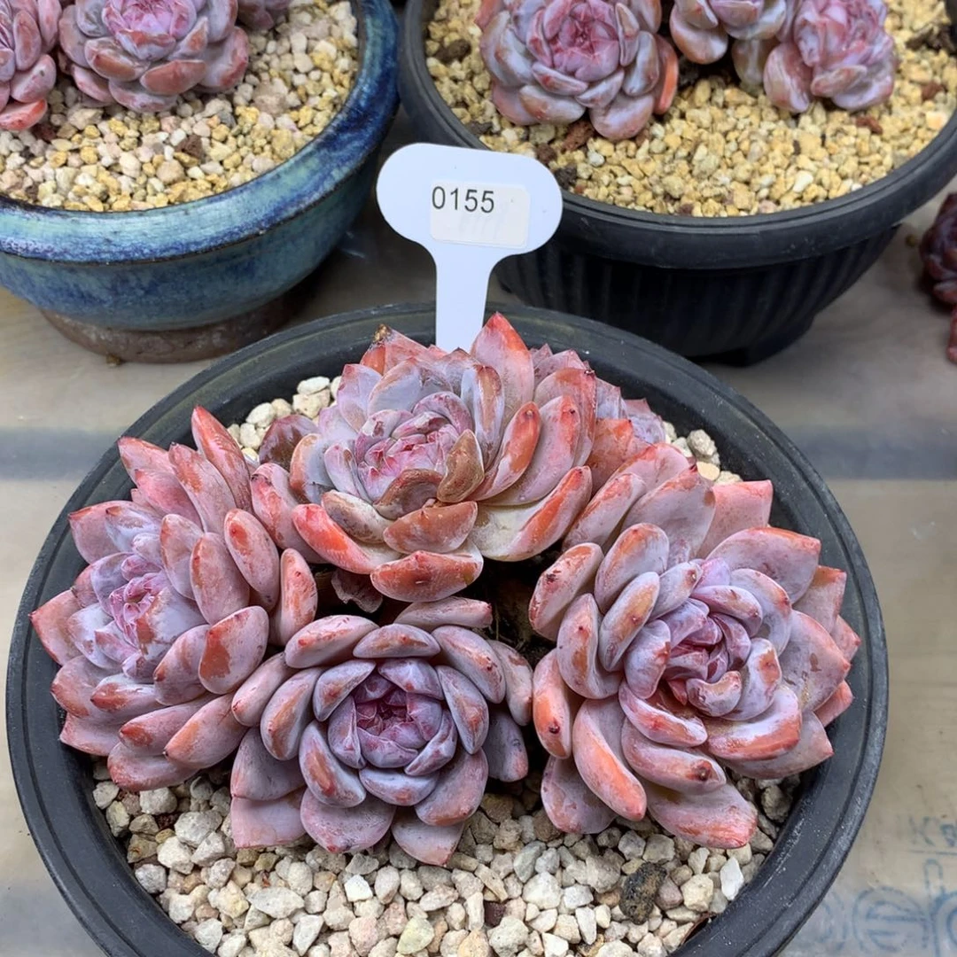 绿底紫心155/19cm6头