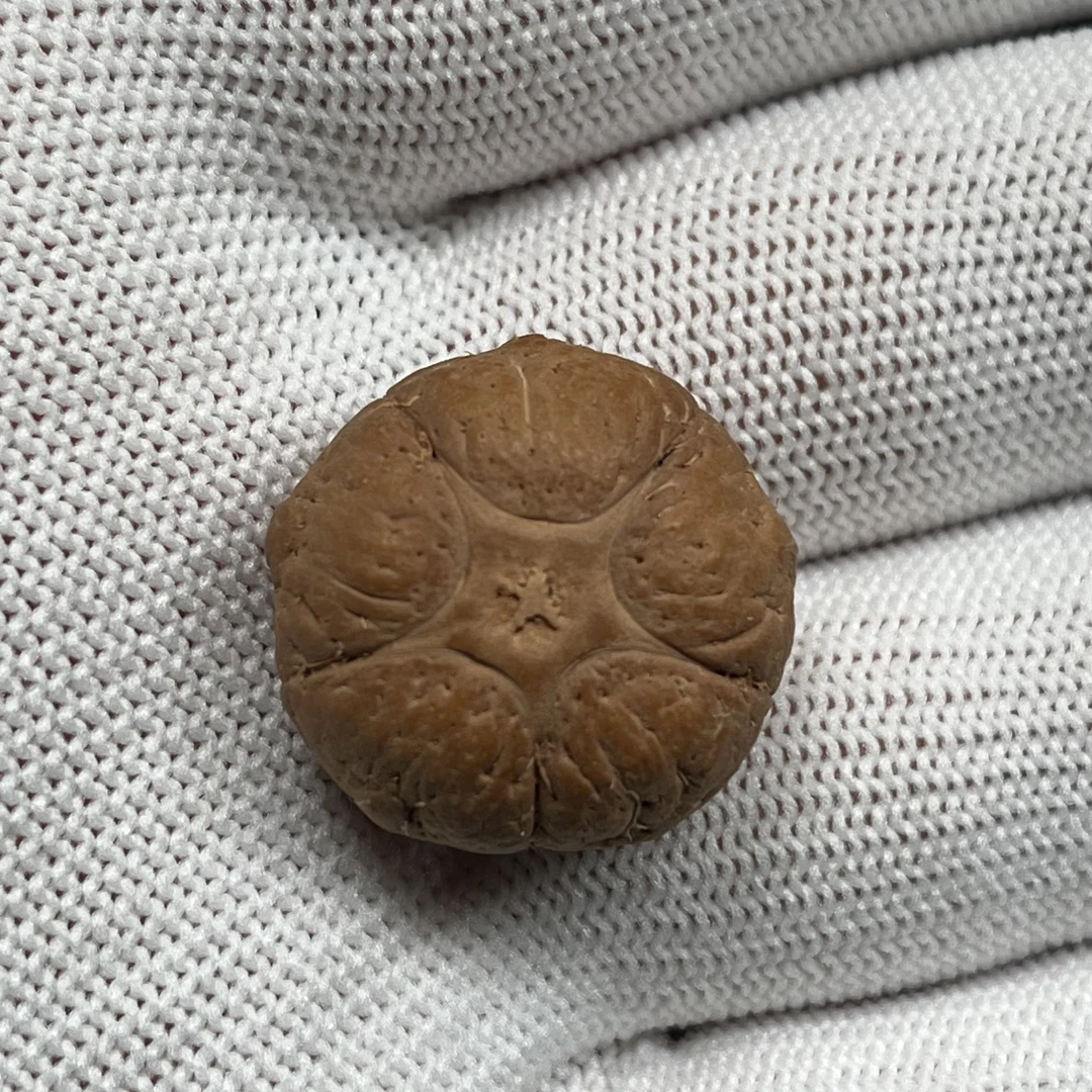 5号尼泊尔凤眼菩提五星三通尺寸22.6mm厚15.4mm定制款