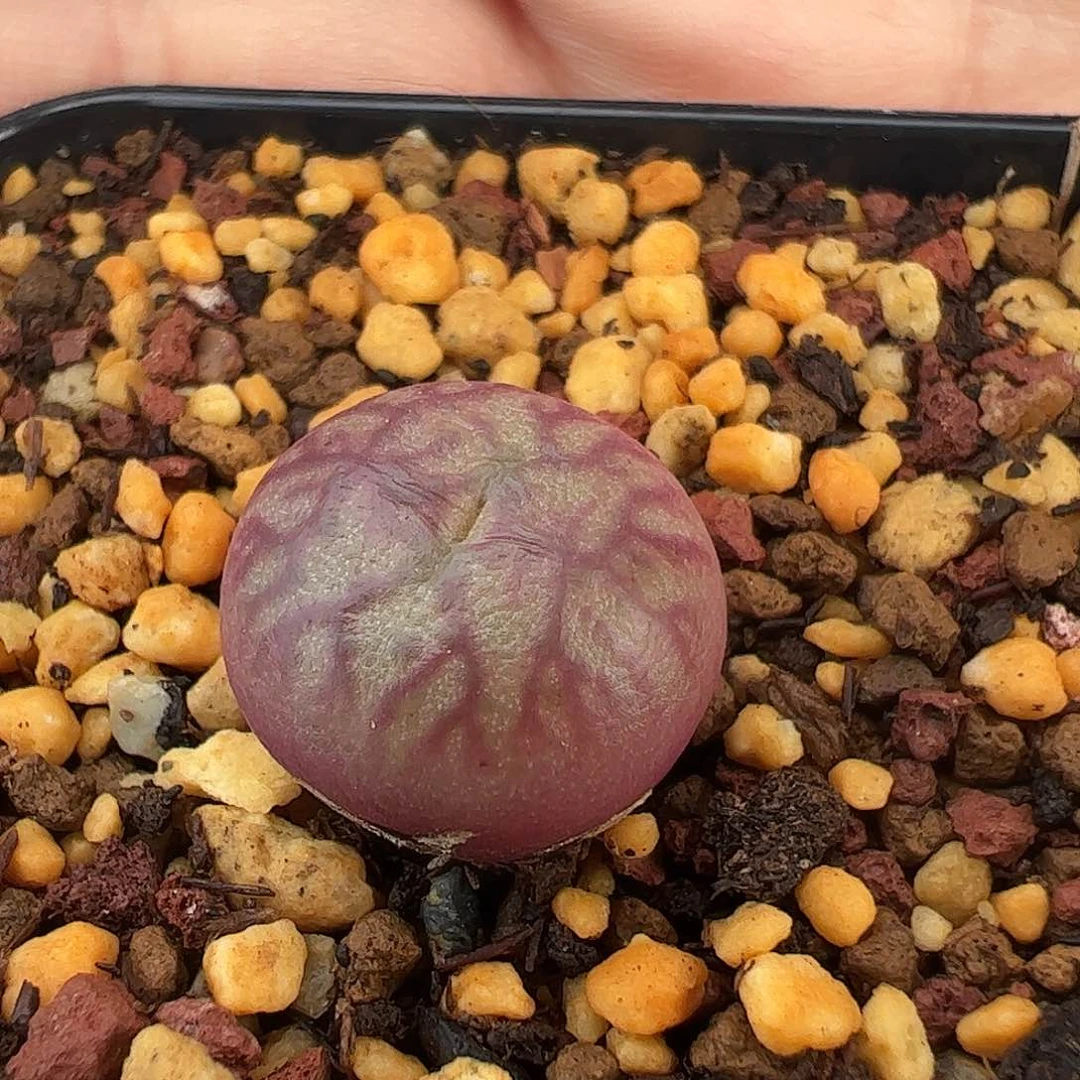 0000348 一物一拍脱土发……