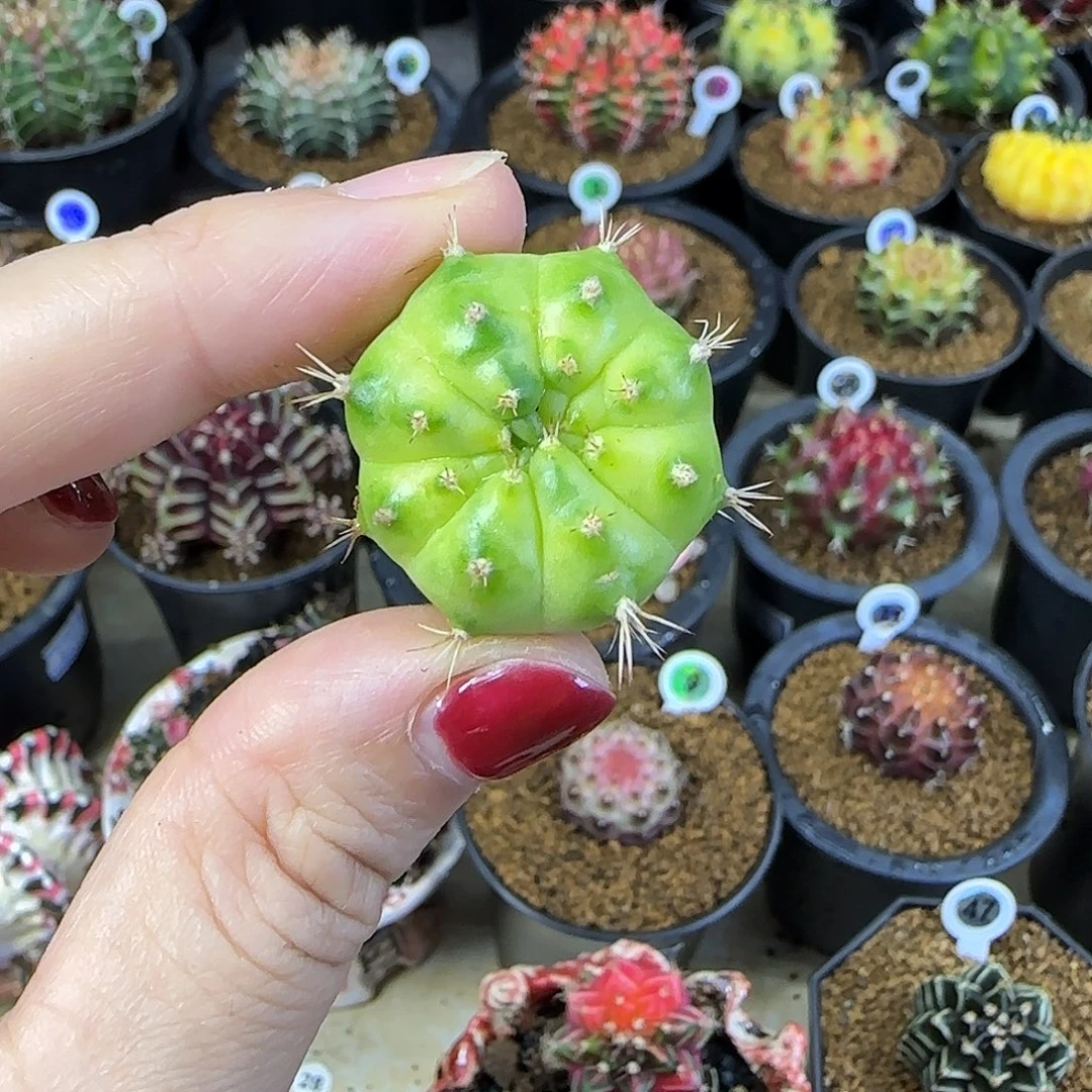 青苹果侧芽，福利价