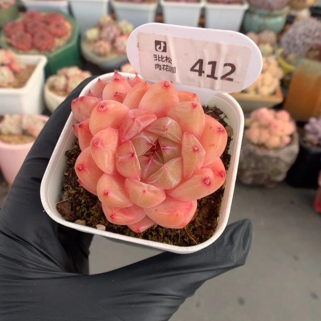 412 钻石珍妮多肉