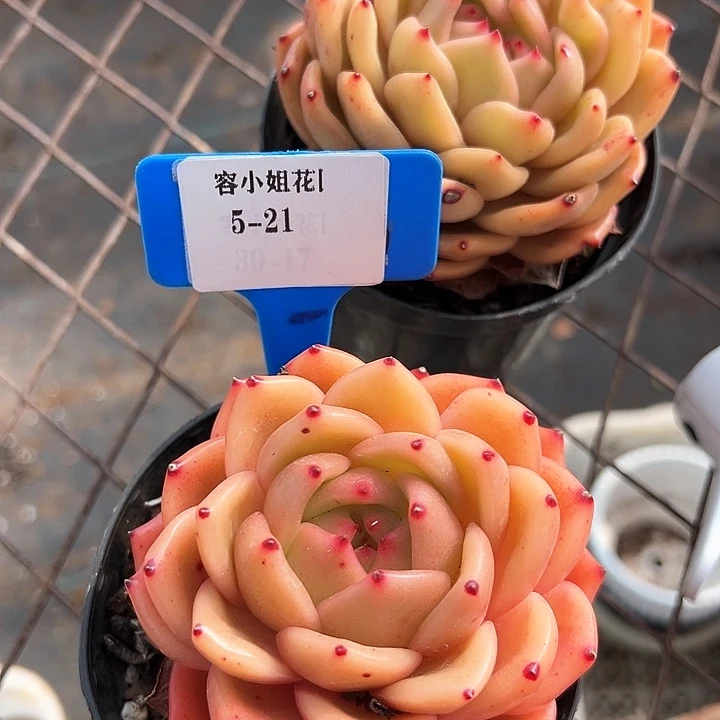 5.21爱灵达一个脱土