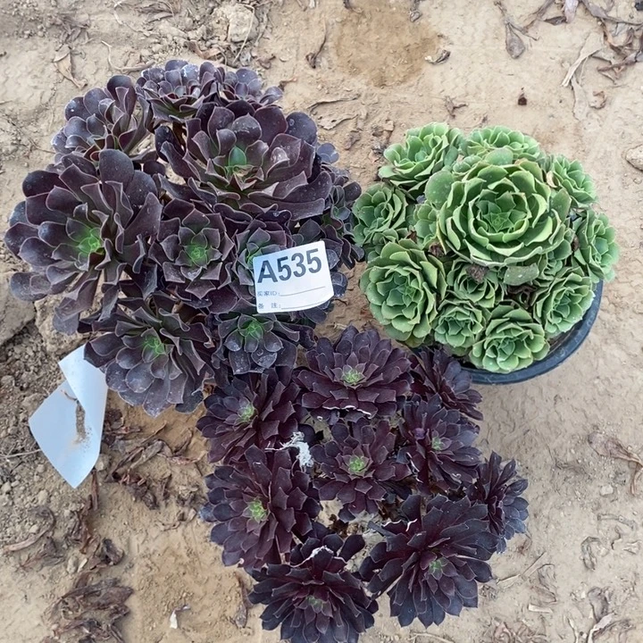 完全开放535法师3棵