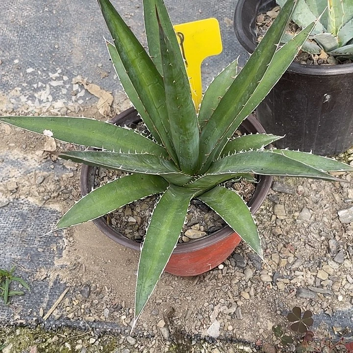 无花朵伽西367999