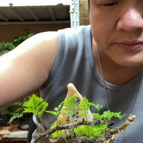 红陶一物一拍所见即所得147