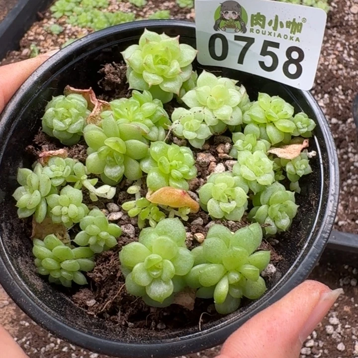 多肉植物多肉植物