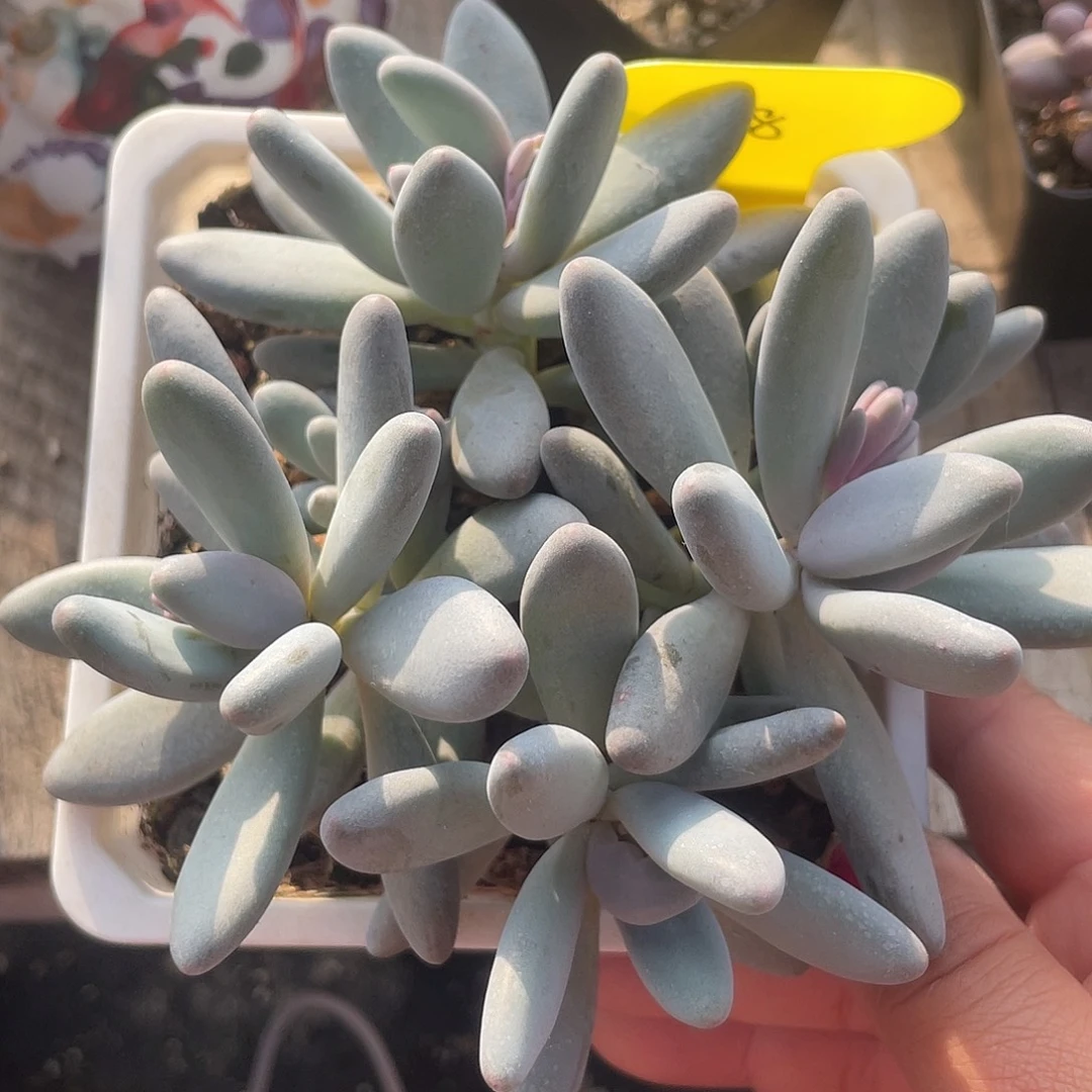 白兰地群生多肉植物