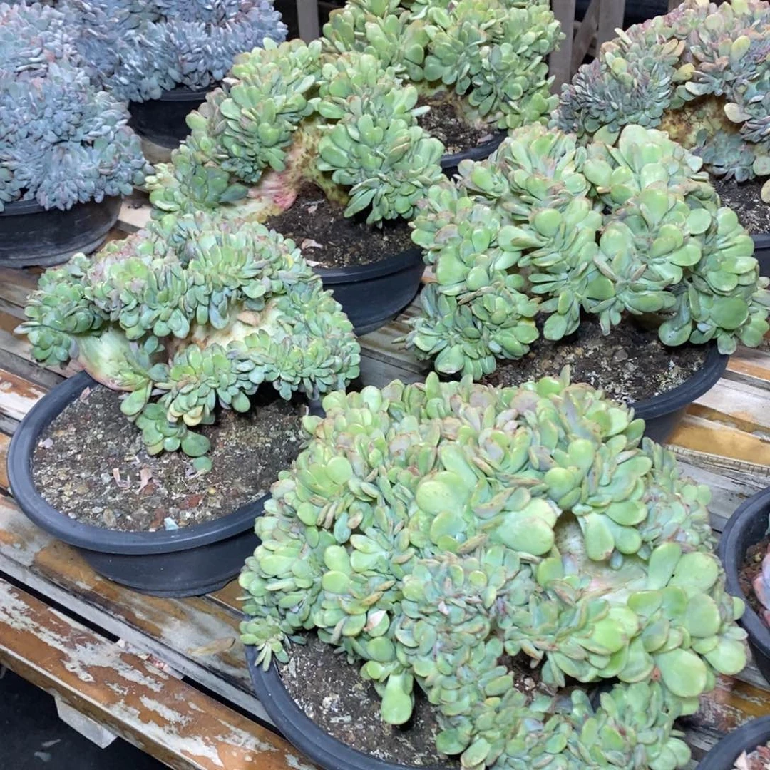 啊军喵多肉雪碧缀20满盆