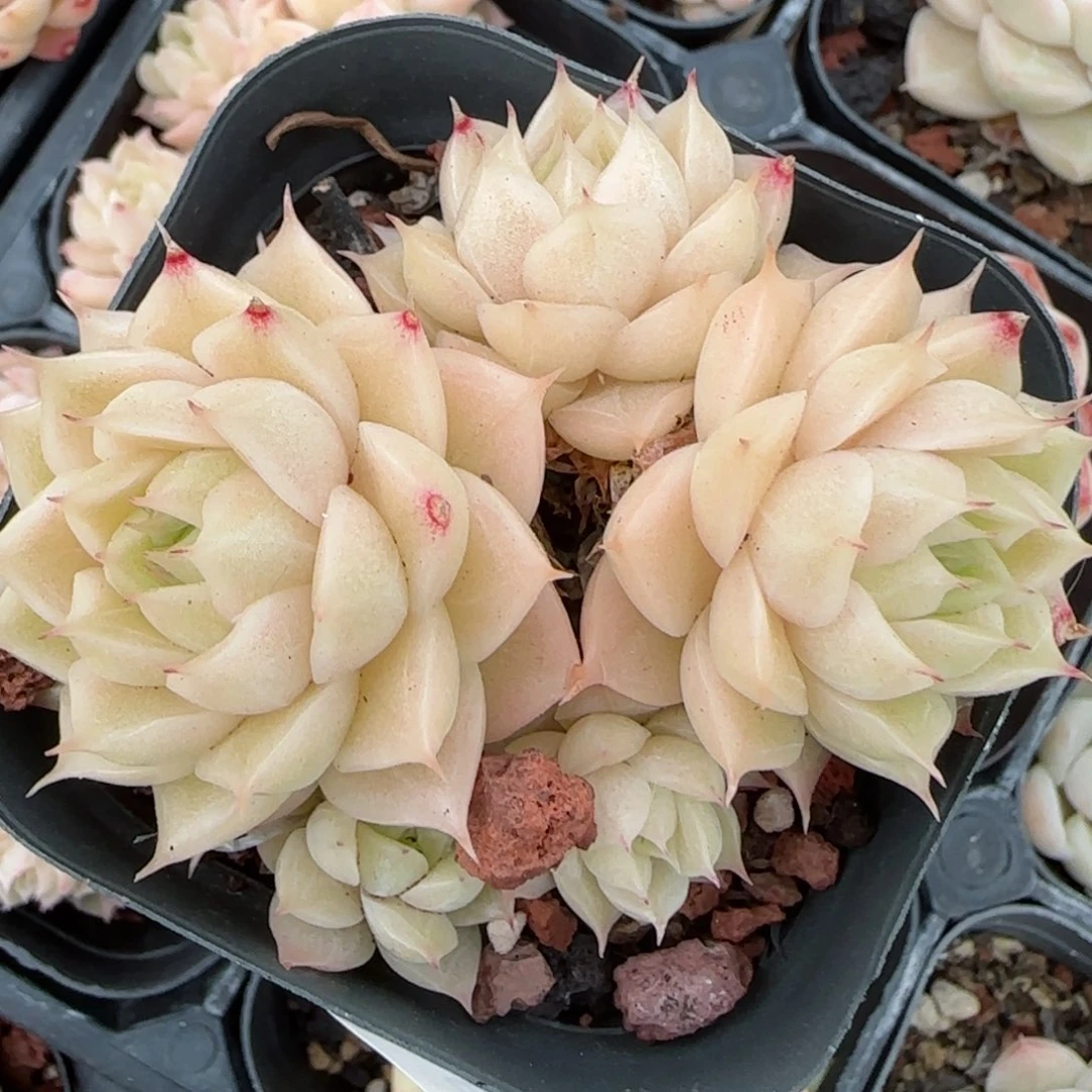 花语逸境0216-491散