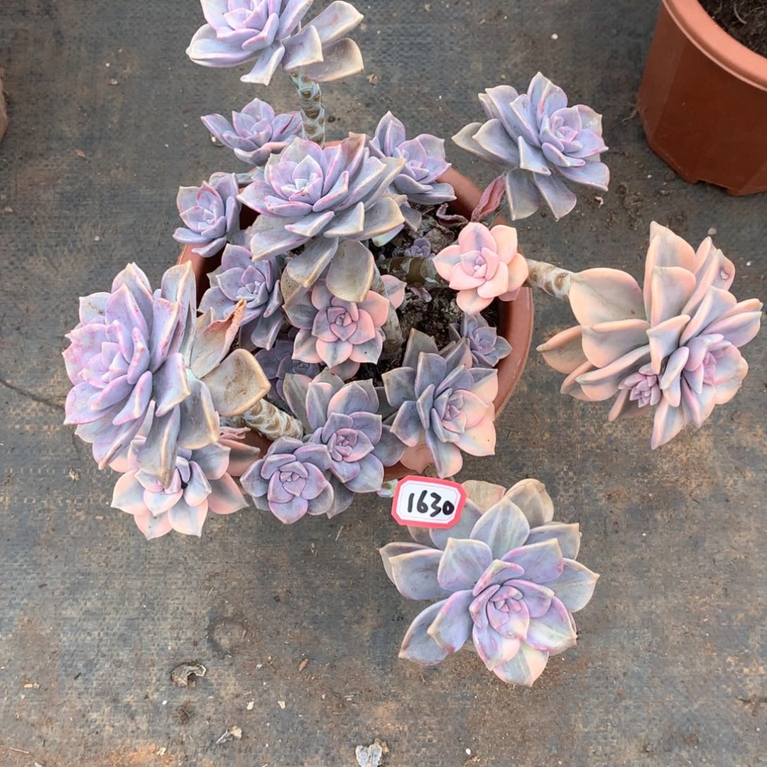 紫乐锦1630晓晓一物一拍