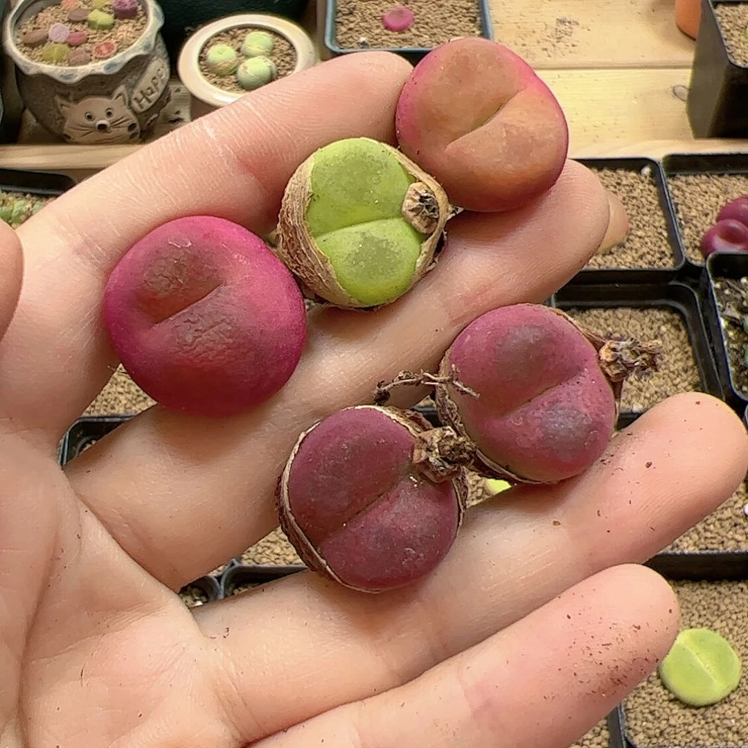 【闪购商品】239 彩色