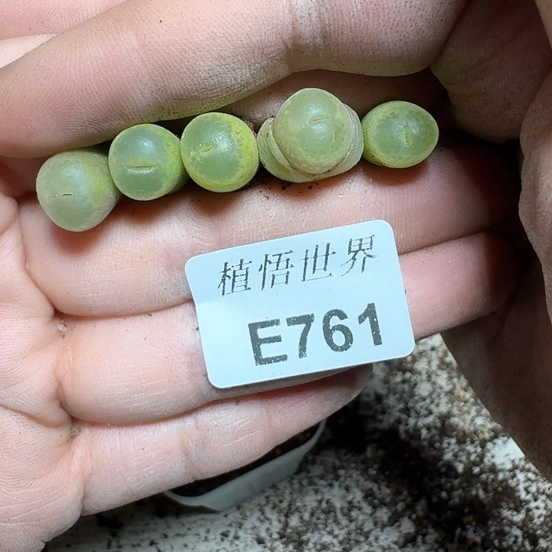 是***吖761号多肉植物哇c