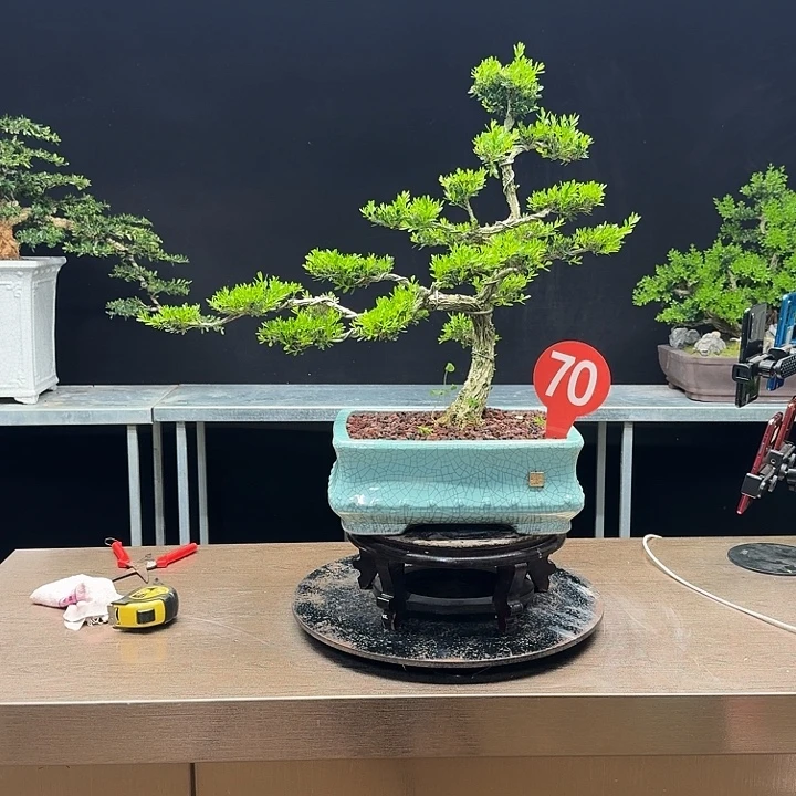 无花朵黄杨黄杨黄杨黄杨