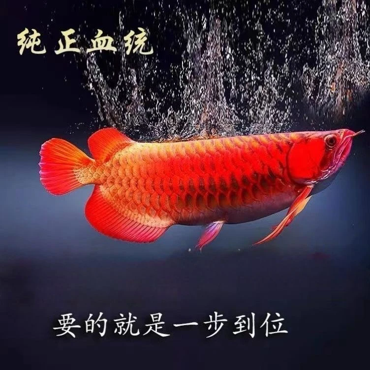 印尼，超血红龙，芯片齐全
