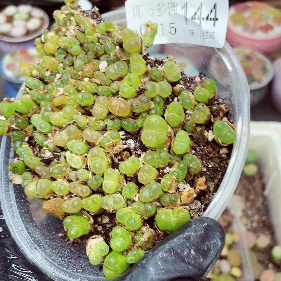 生石花18包邮0915-144