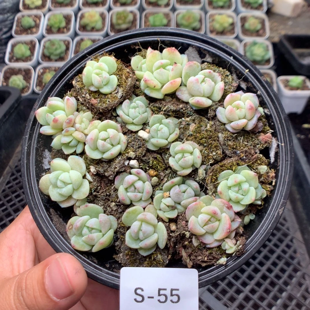 无花朵S55英语英语