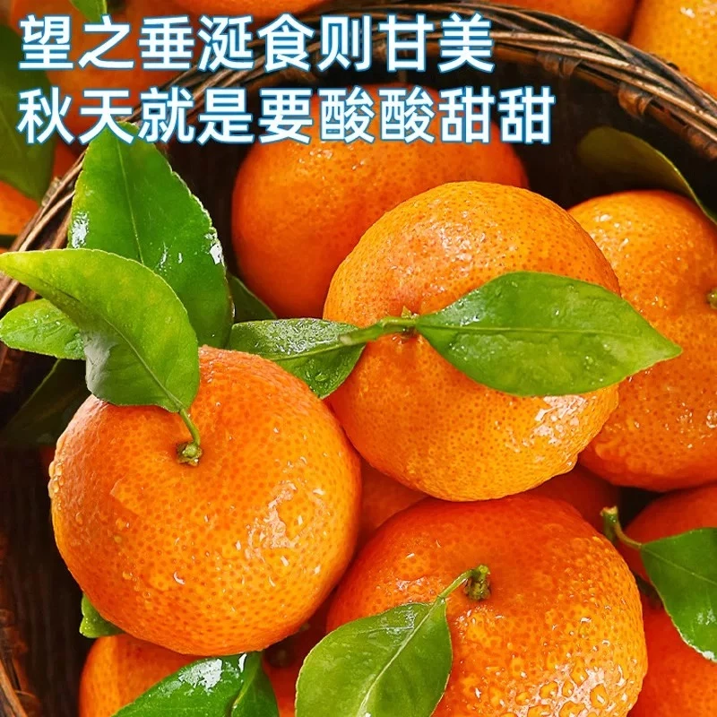 【顺丰包邮到家】正宗广西沙糖桔净重4斤装【好东西】