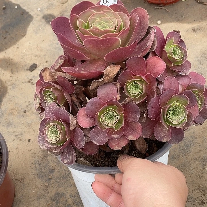 62魅金玫瑰多肉植物法师
