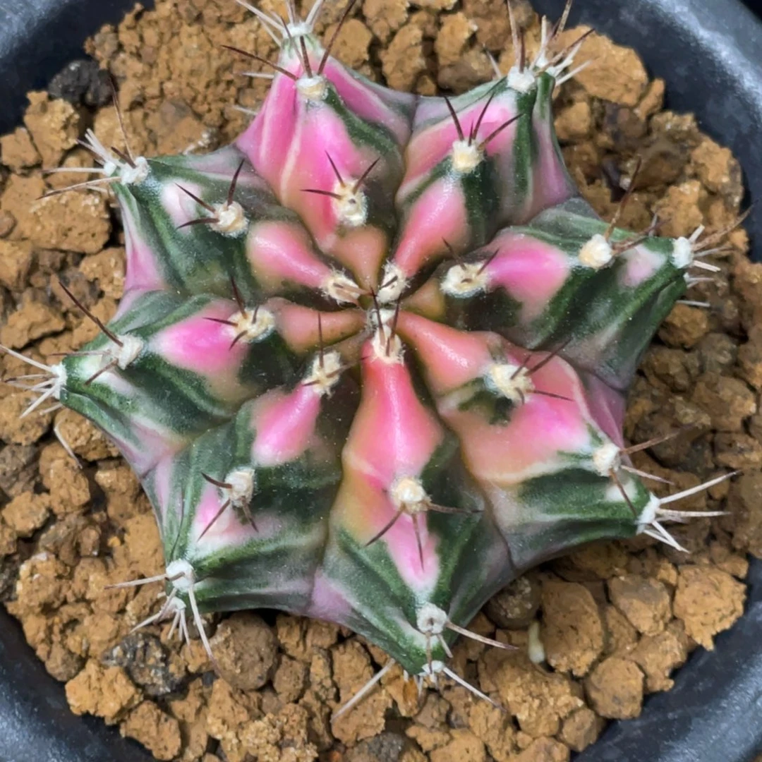 当前无花朵，栽培后可花朵粉钻