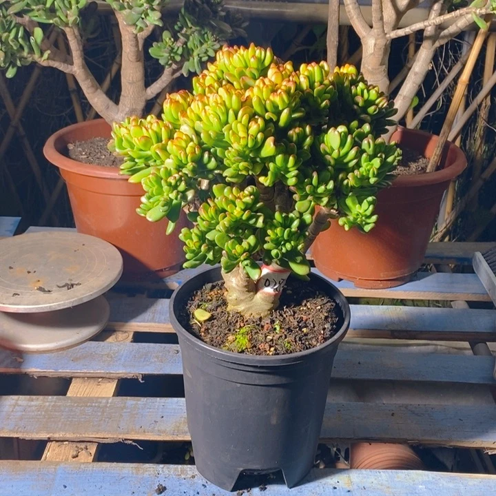 0282招财猫半土球发一物一拍