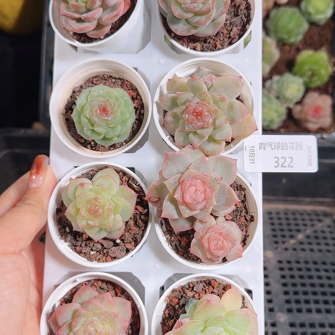 1031-322麦秆优选不包整