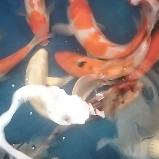 锦鲤两条小锦鲤49.9包邮