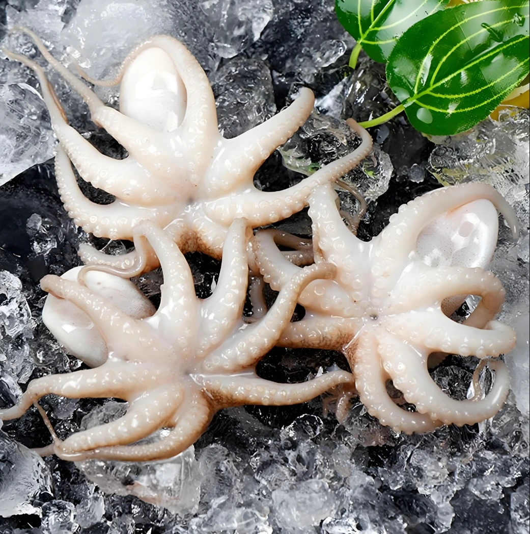 连云港发货  短腿八爪鱼 美味海鲜  2斤/4斤