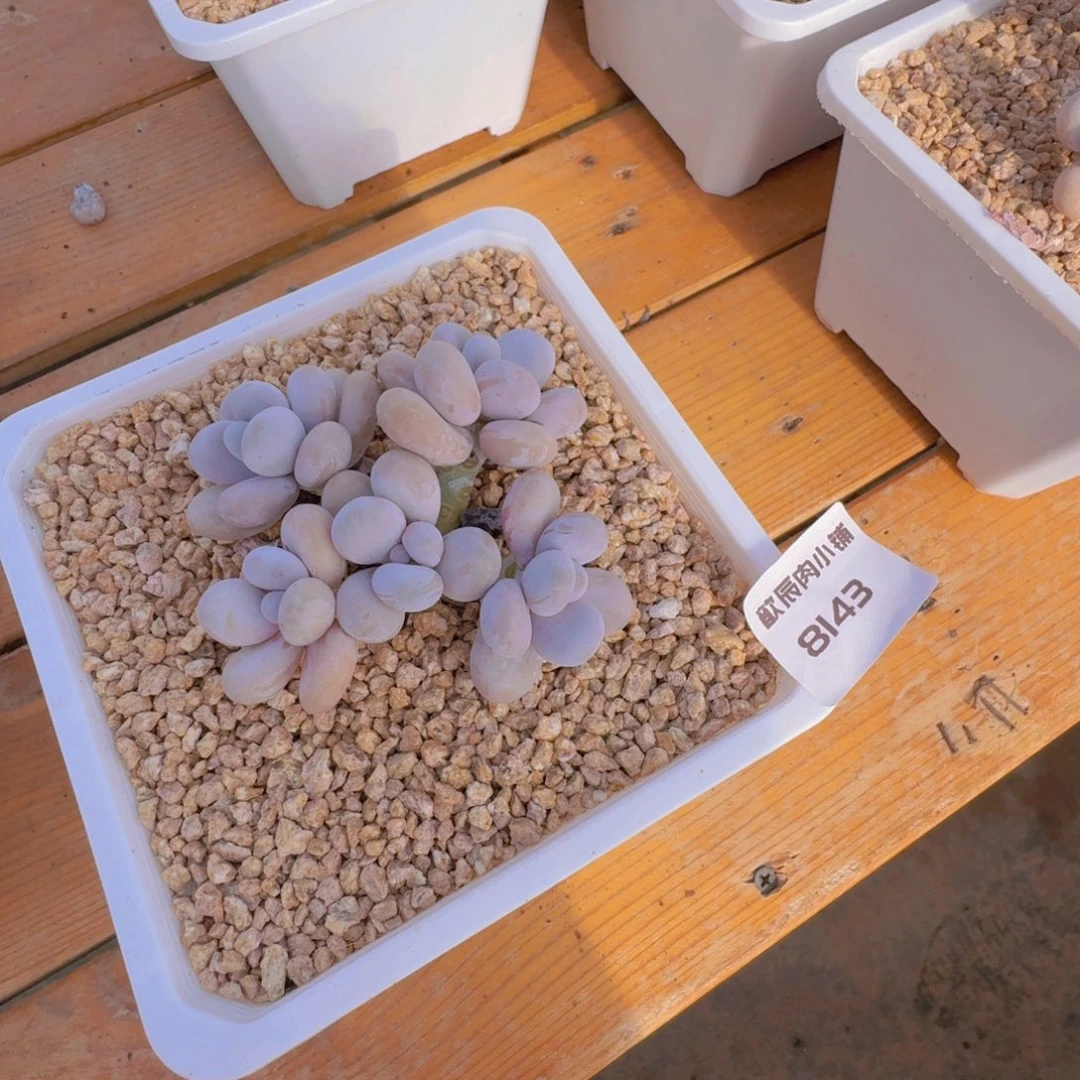 多肉植物奶酪群8143