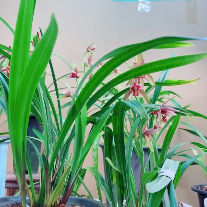 无花朵精品购物建兰仙山红