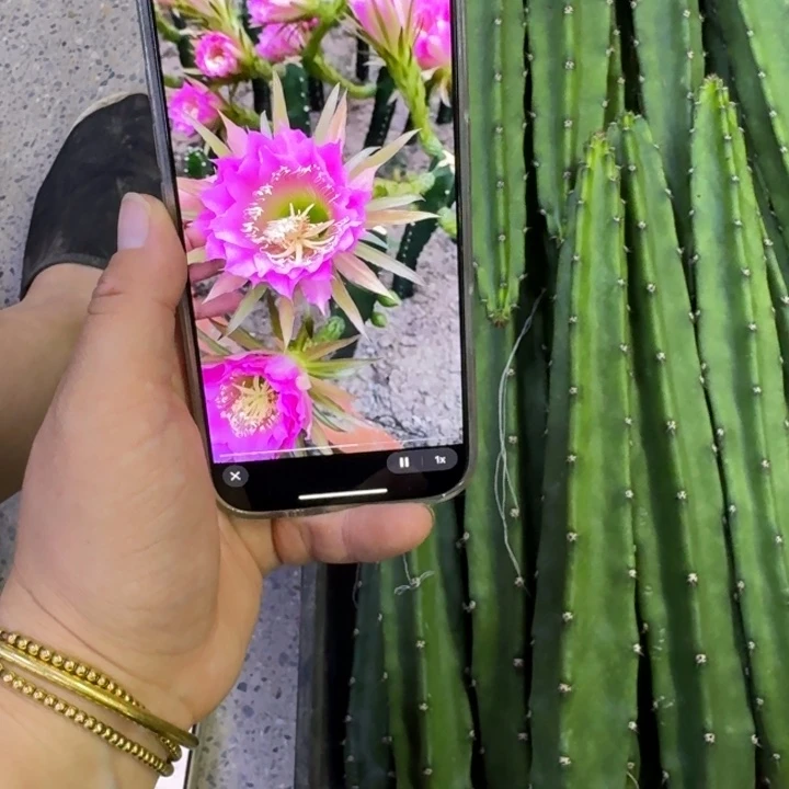 红花秀普无根侧牙25公分左右斑，20包邮