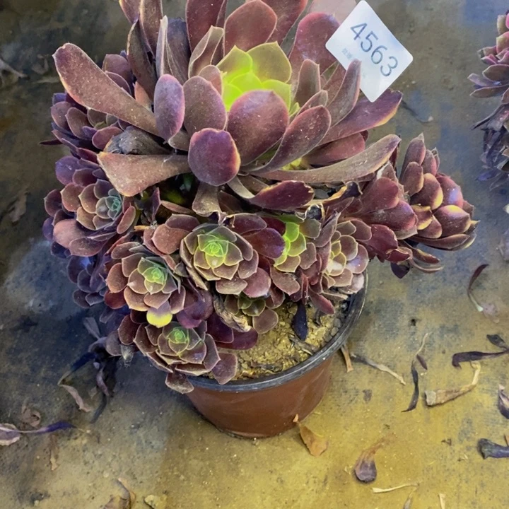 欧嘉丽多肉断头不包4563