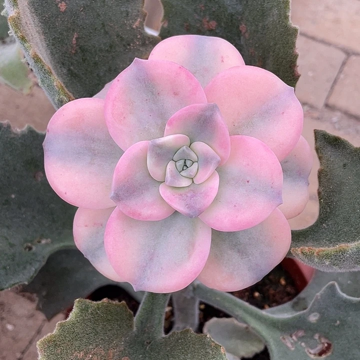 紫乐锦一物一拍锦龙