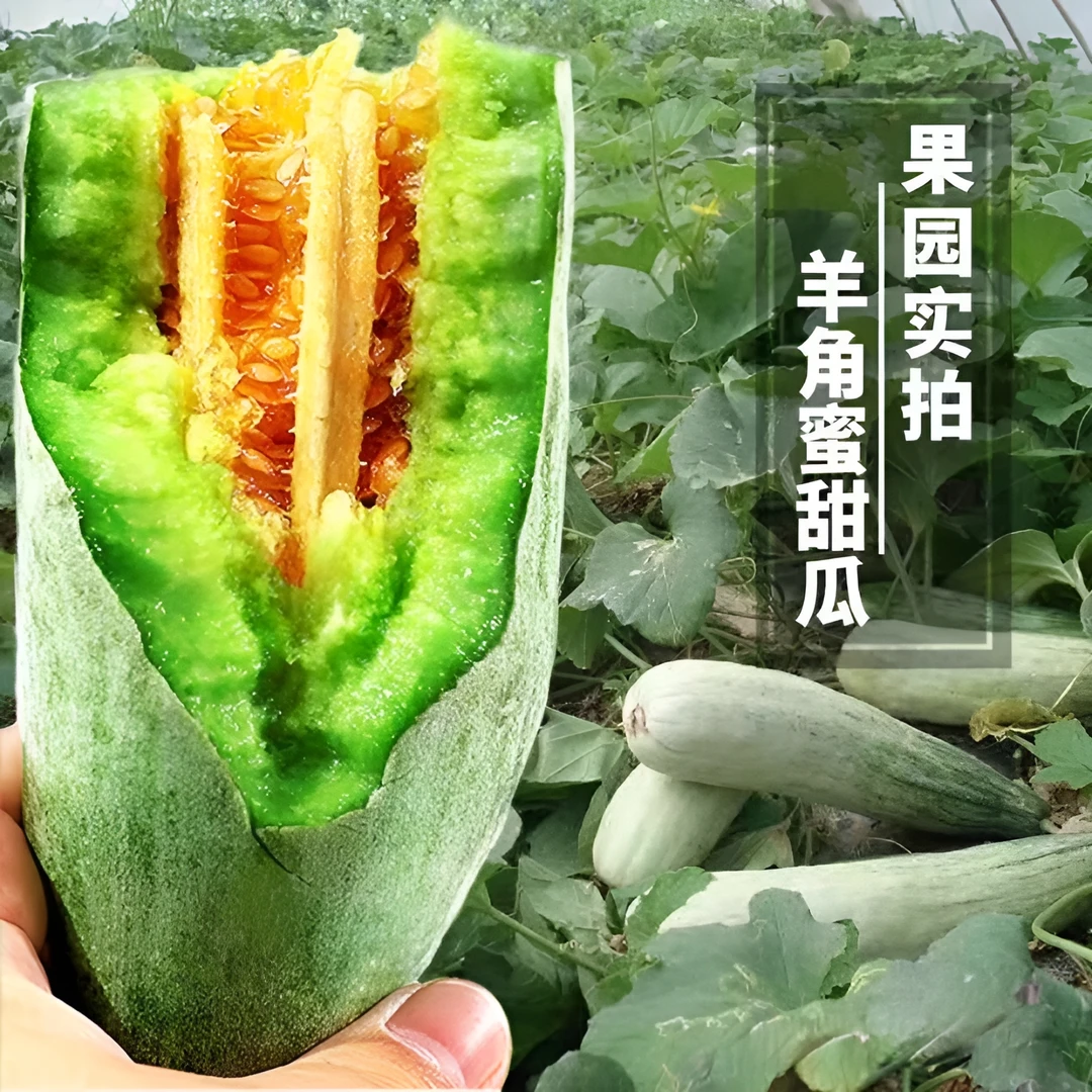 【大祥专属】顺丰包邮山东头茬正宗羊角蜜新鲜采摘