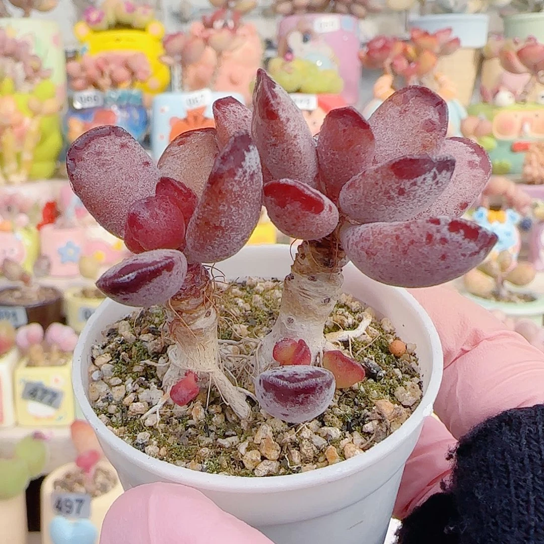 L  双头紫芯 盆口4cm