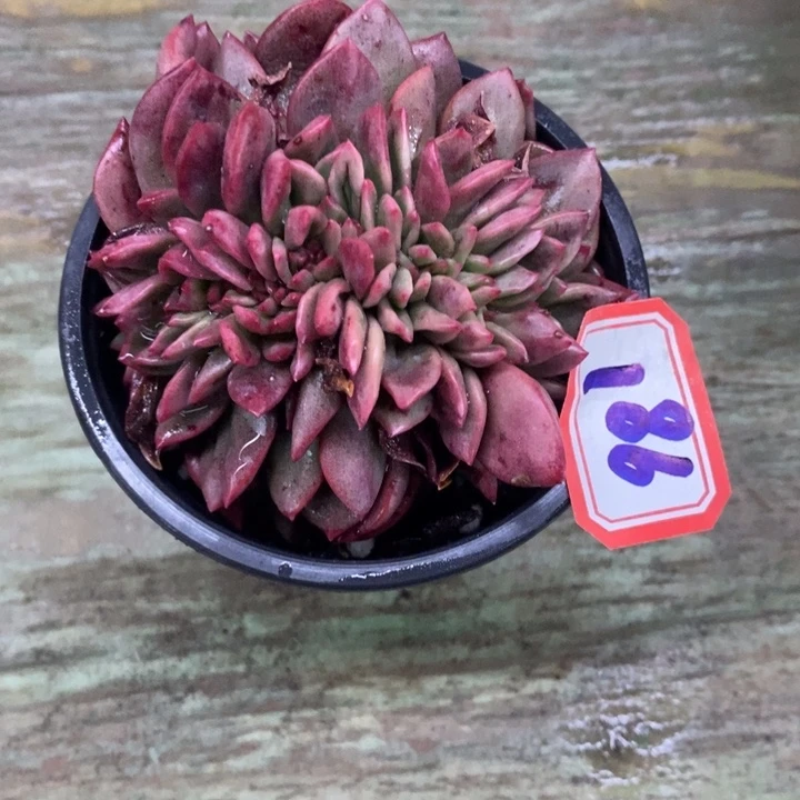 茼*一物一拍斗牛士缀186