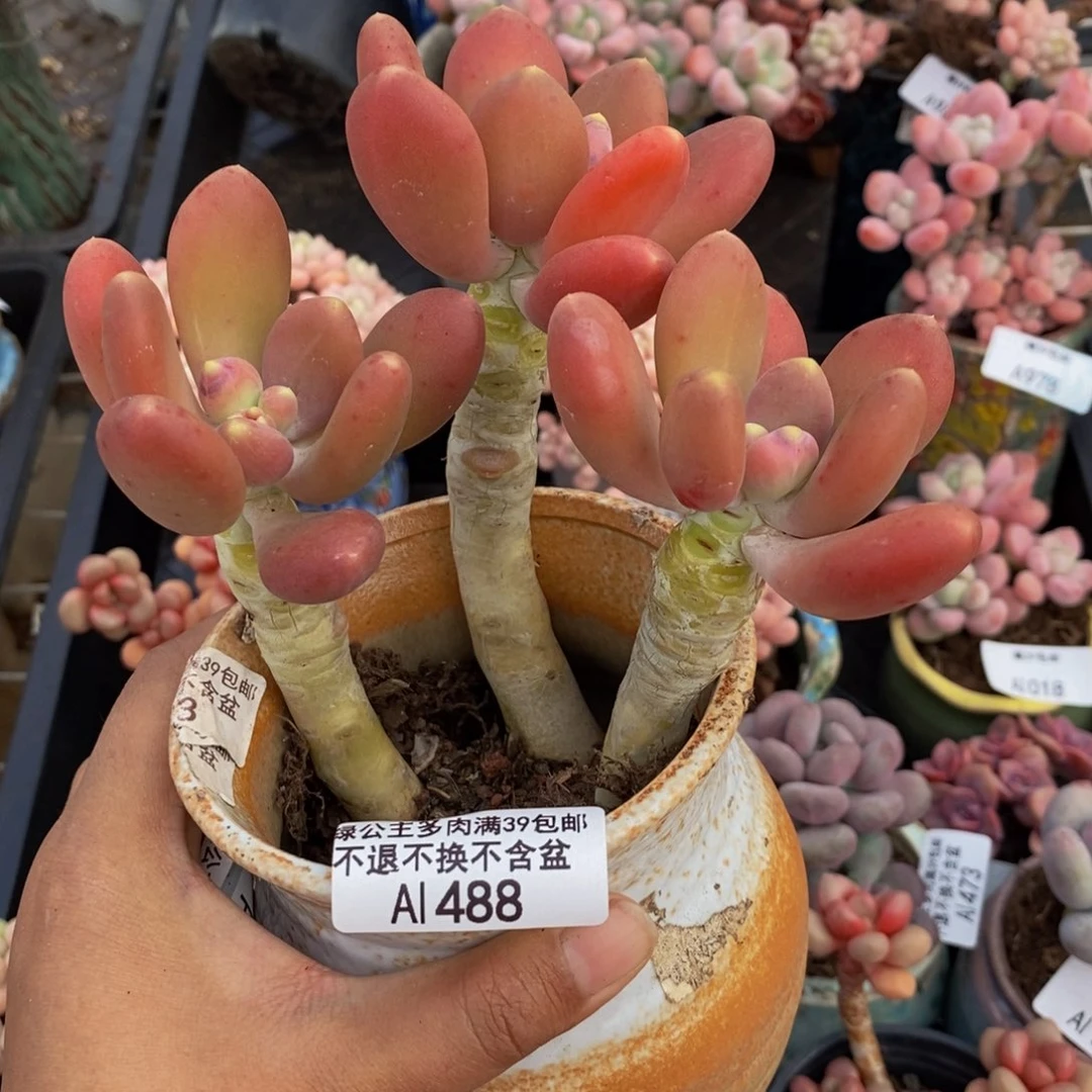 488金蟾多肉整13c m