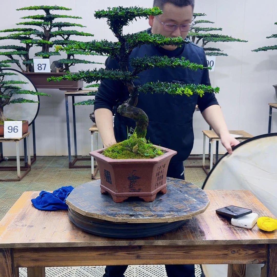 无花朵珍珠红芽罗汉松造型盆景