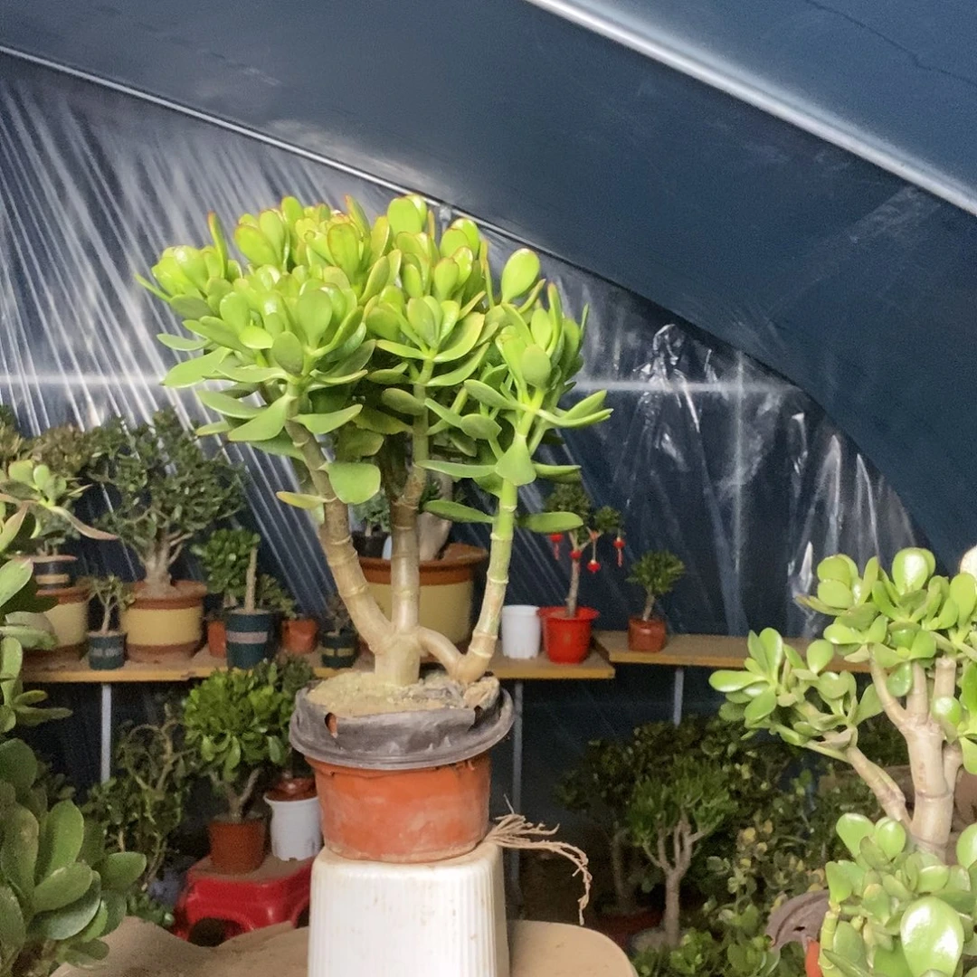 c***k完全开放韩国紫叶一物一拍