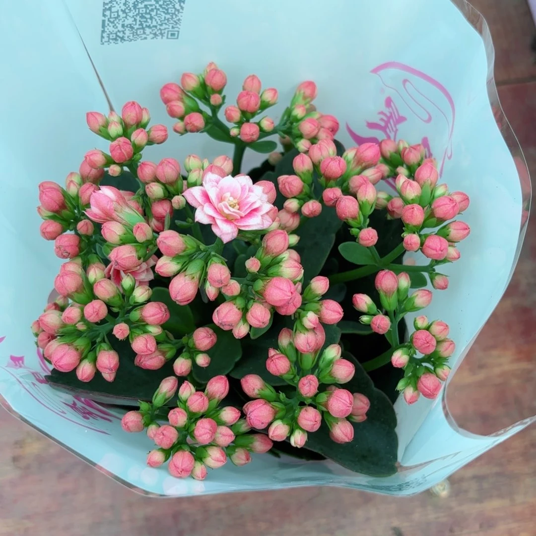 A088鸳鸯锦一颗长寿花