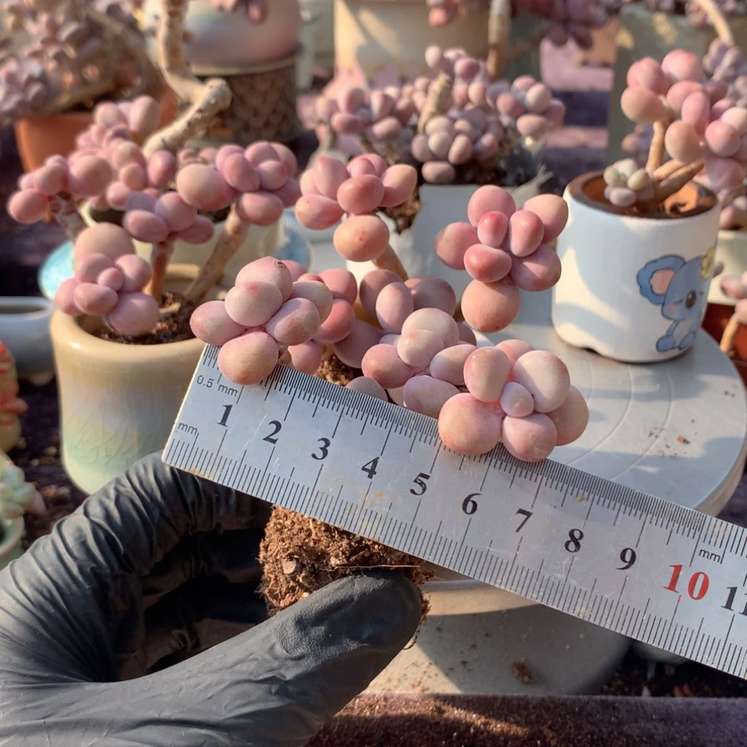 快***子46号不带盆偏远地区不包邮的