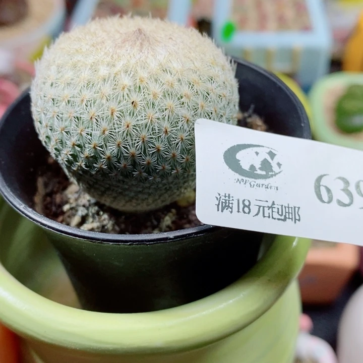 游***鱼生石花花花花花花花639