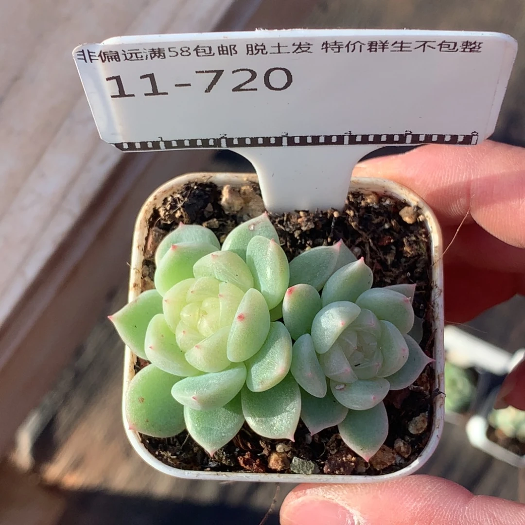 财富密码优选58包邮不包整