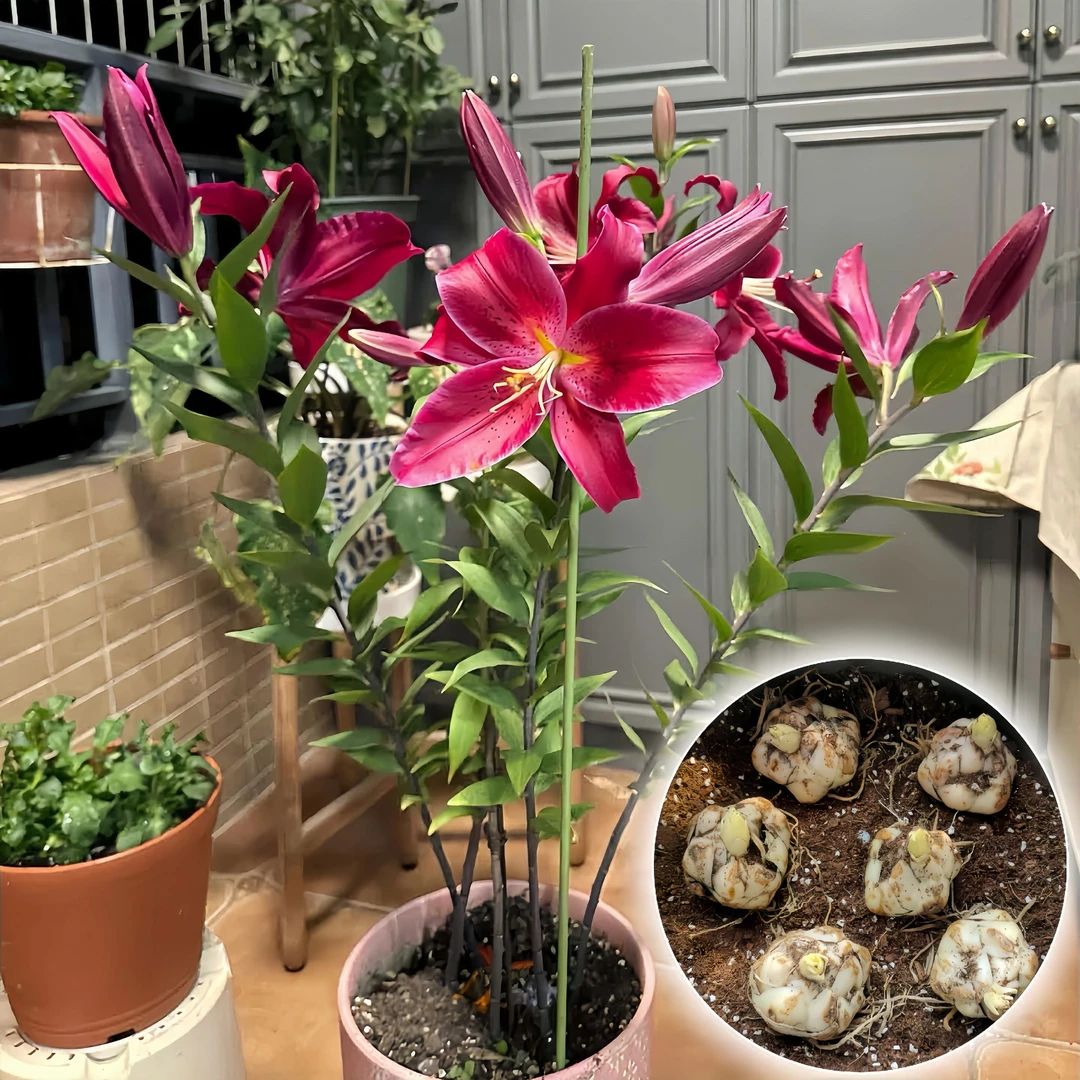 【费列罗】带芽重瓣百合花种球庭院阳台花球重瓣四季可种浓香多年生
